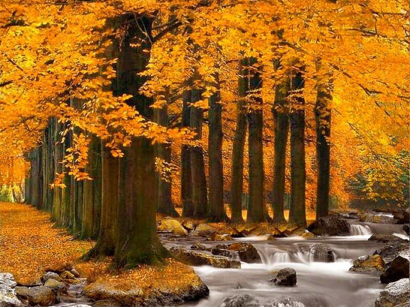 Autumn Forest Stream — Orange, Serene, Photograph, Trees, River, Leaves, Rocks