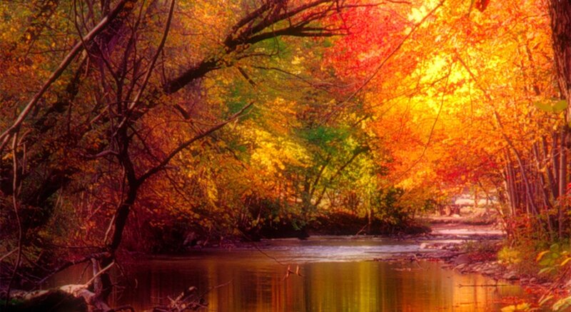 Autumn Forest Stream — Orange, Serene, Photograph, Trees, River, Leaves