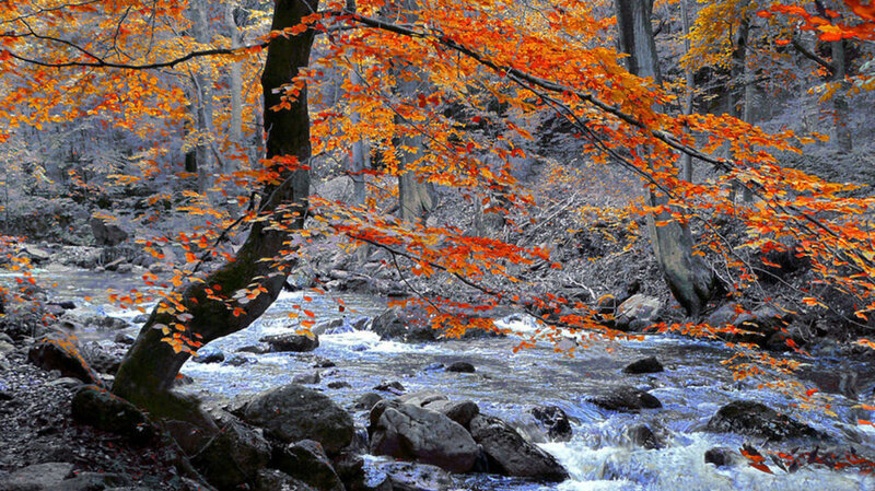 Autumn Forest Stream — Orange, Serene, Photograph, Trees, River, Rocks