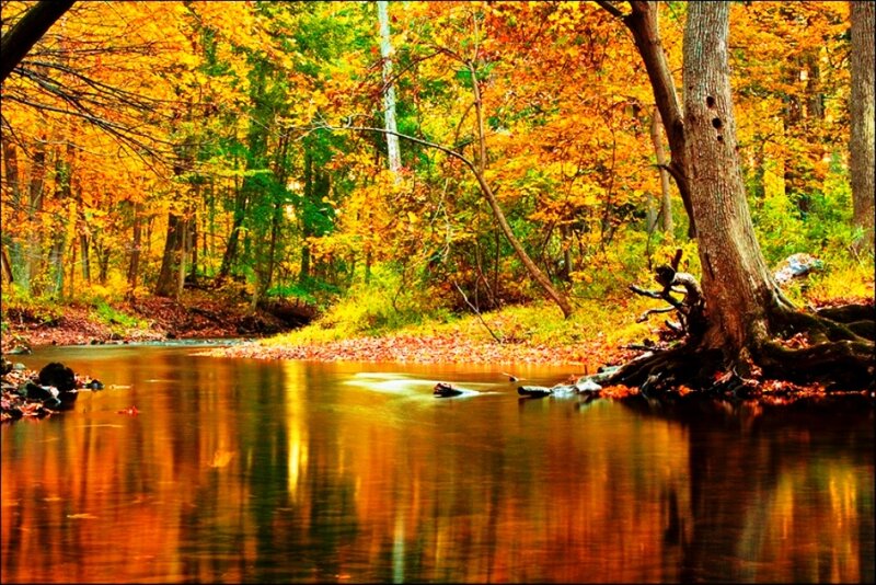 Autumn Forest Stream — Orange, Serene, Photograph, Trees, River