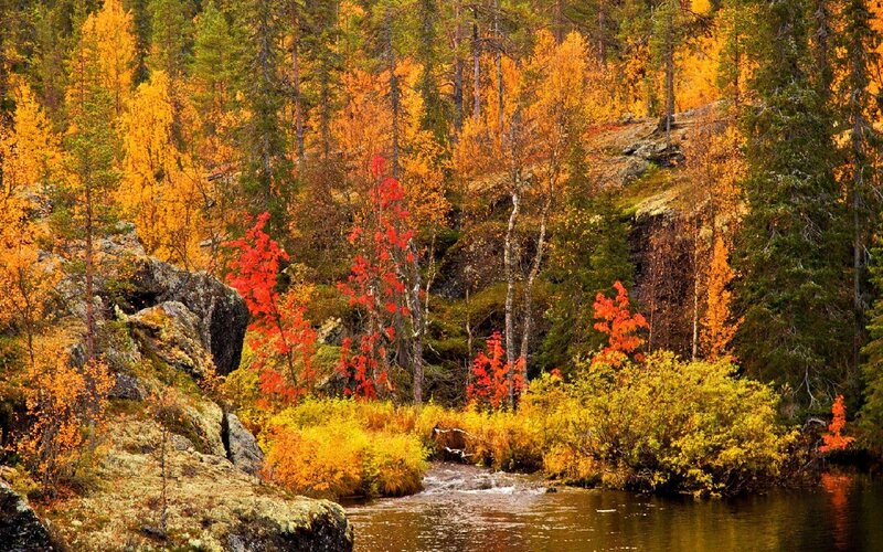 Autumn Forest Stream — Orange, Serene, Photograph, Trees, Rocks, River
