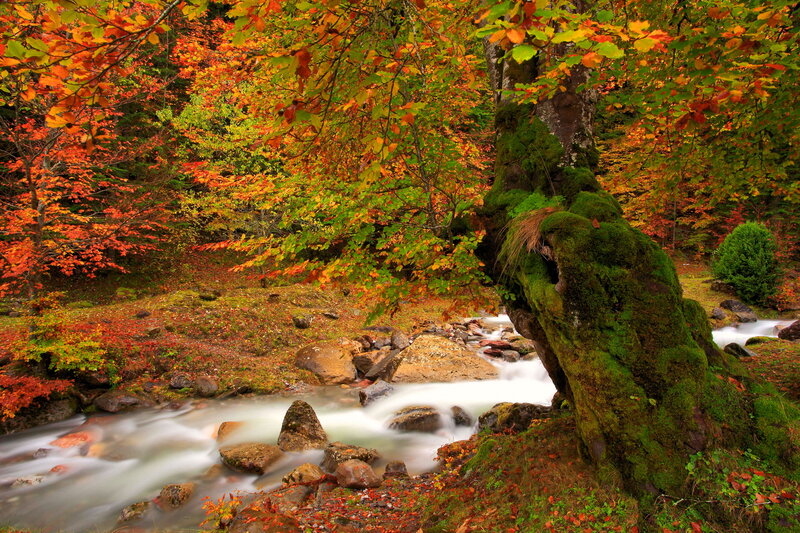 Autumn Forest Stream — Orange, Serene, Photograph, Trees, Rocks