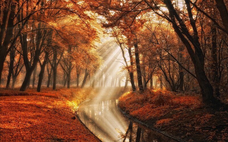 Autumn Forest Stream — Orange, Serene, Photograph, Trees, Sunlight