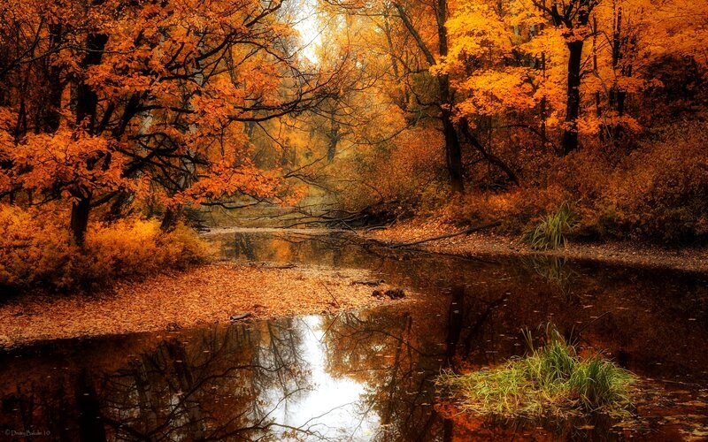Autumn Forest Stream — Orange, Serene, Photograph, Trees