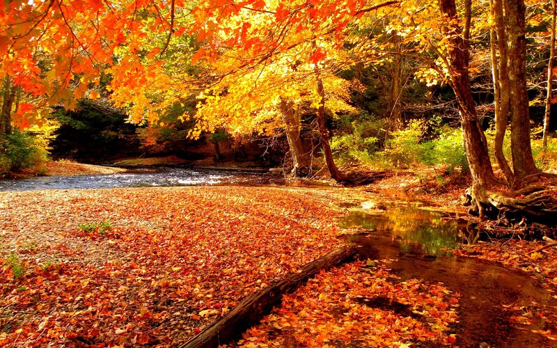 Autumn Forest Stream — Orange