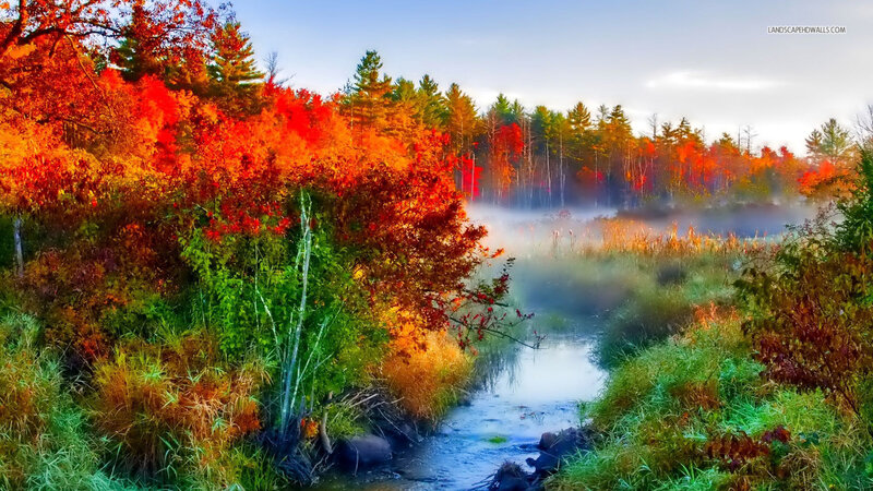 Autumn Forest Stream — Red, Serene, Morning