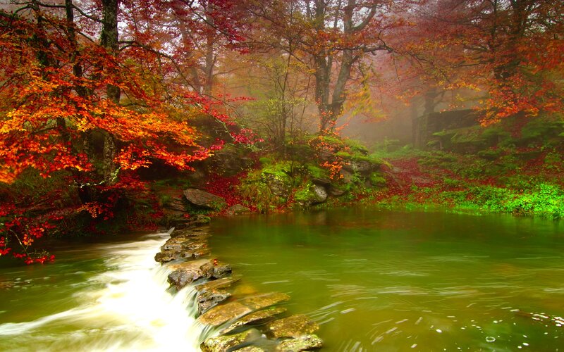 Autumn Forest Stream — Red, Serene, Photograph