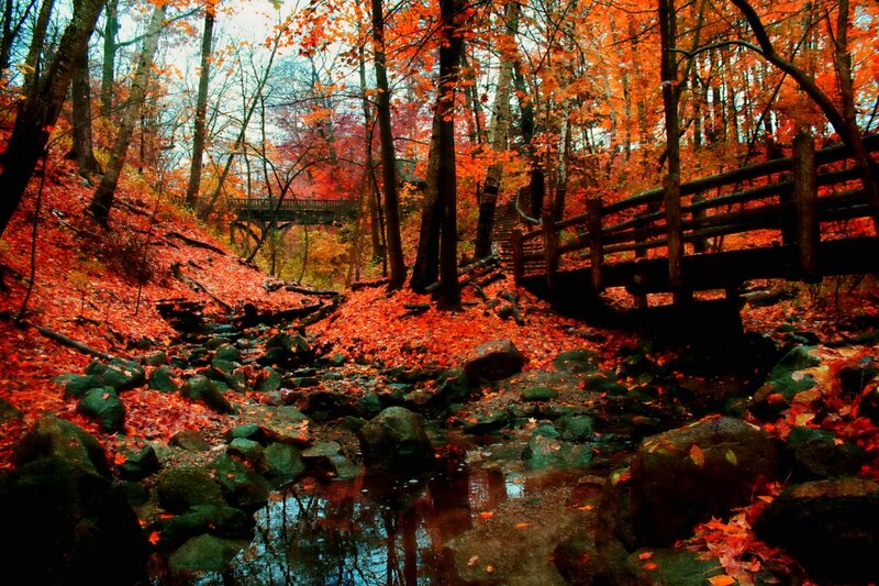 Autumn Forest Stream — Red, Serene, Photograph, Trees, Bridge