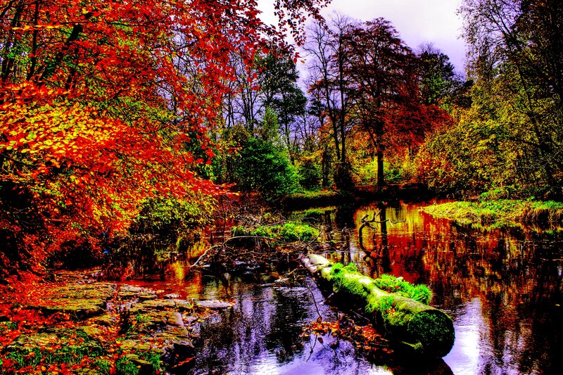 Autumn Forest Stream — Red, Serene, Photograph, Trees, Fallen Log