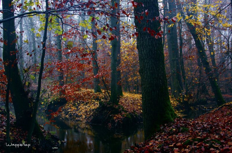 Autumn Forest Stream — Red, Serene, Photograph, Trees, Leaves