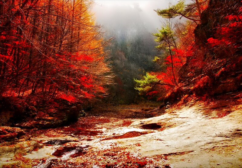 Autumn Forest Stream — Red, Serene, Photograph, Trees, Mist