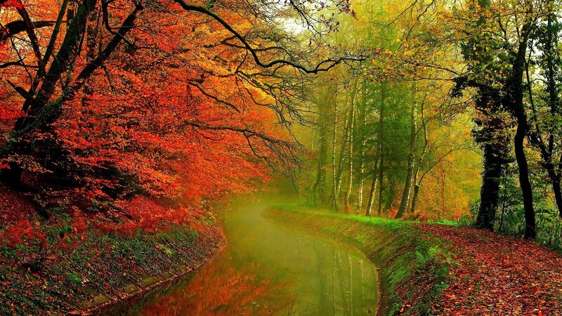 Autumn Forest Stream — Red, Serene, Photograph, Trees, River, Fallen Leaves