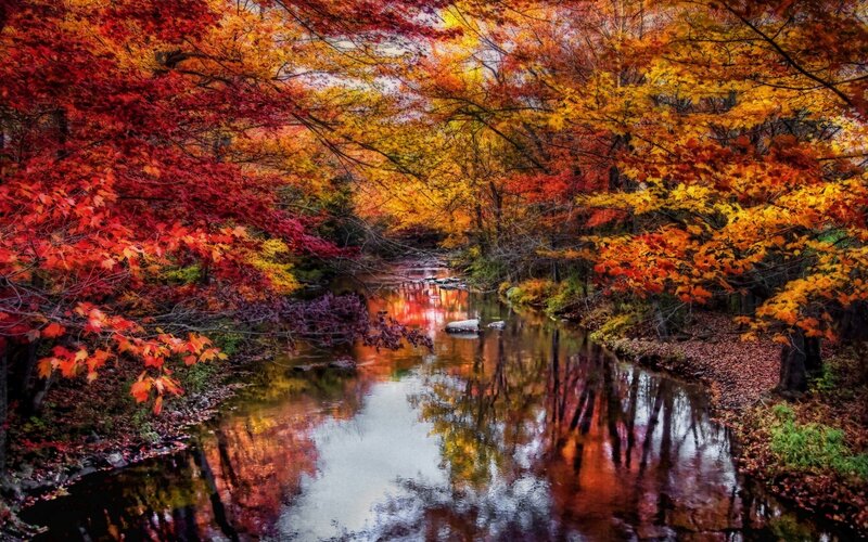 Autumn Forest Stream — Red, Serene, Photograph, Trees, River, Leaves