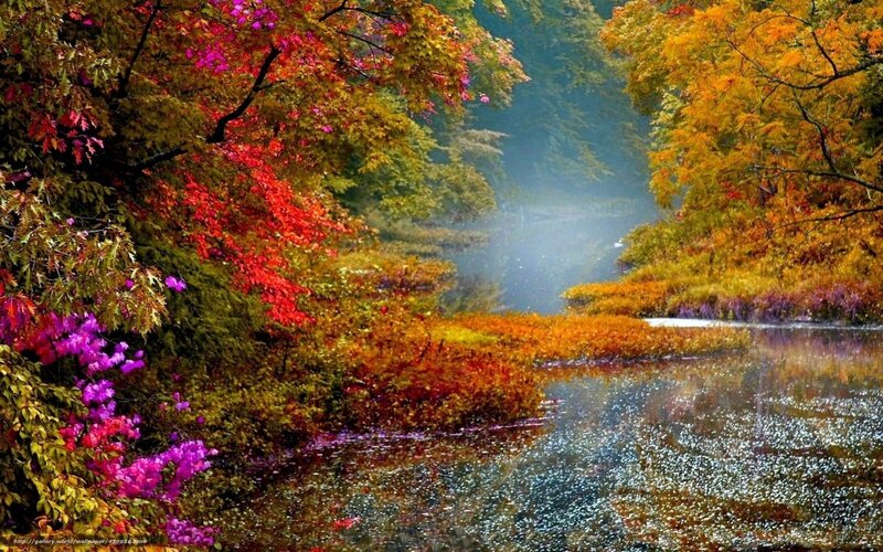 Autumn Forest Stream — Red, Serene, Photograph, Trees, River, Mist