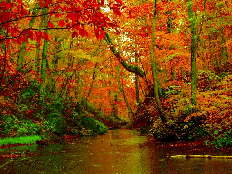 Autumn Forest Stream — Red, Serene, Photograph, Trees, River