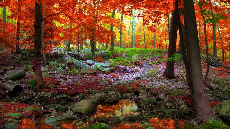Autumn Forest Stream — Red, Serene, Photograph, Trees, Rocks, Fallen Leaves