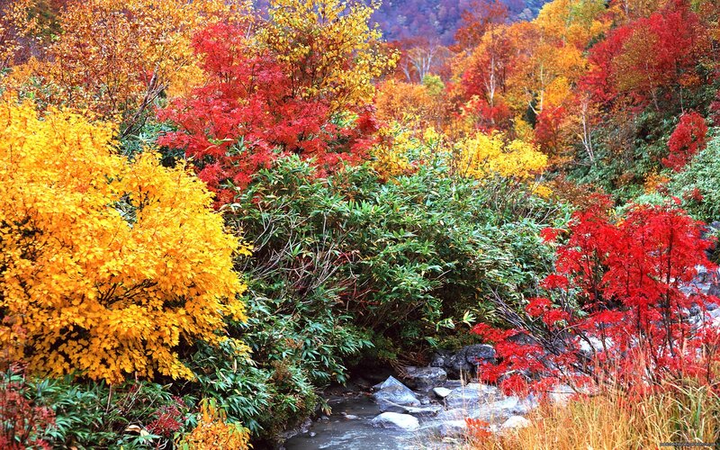Autumn Forest Stream — Red, Serene, Photograph, Trees, Rocks