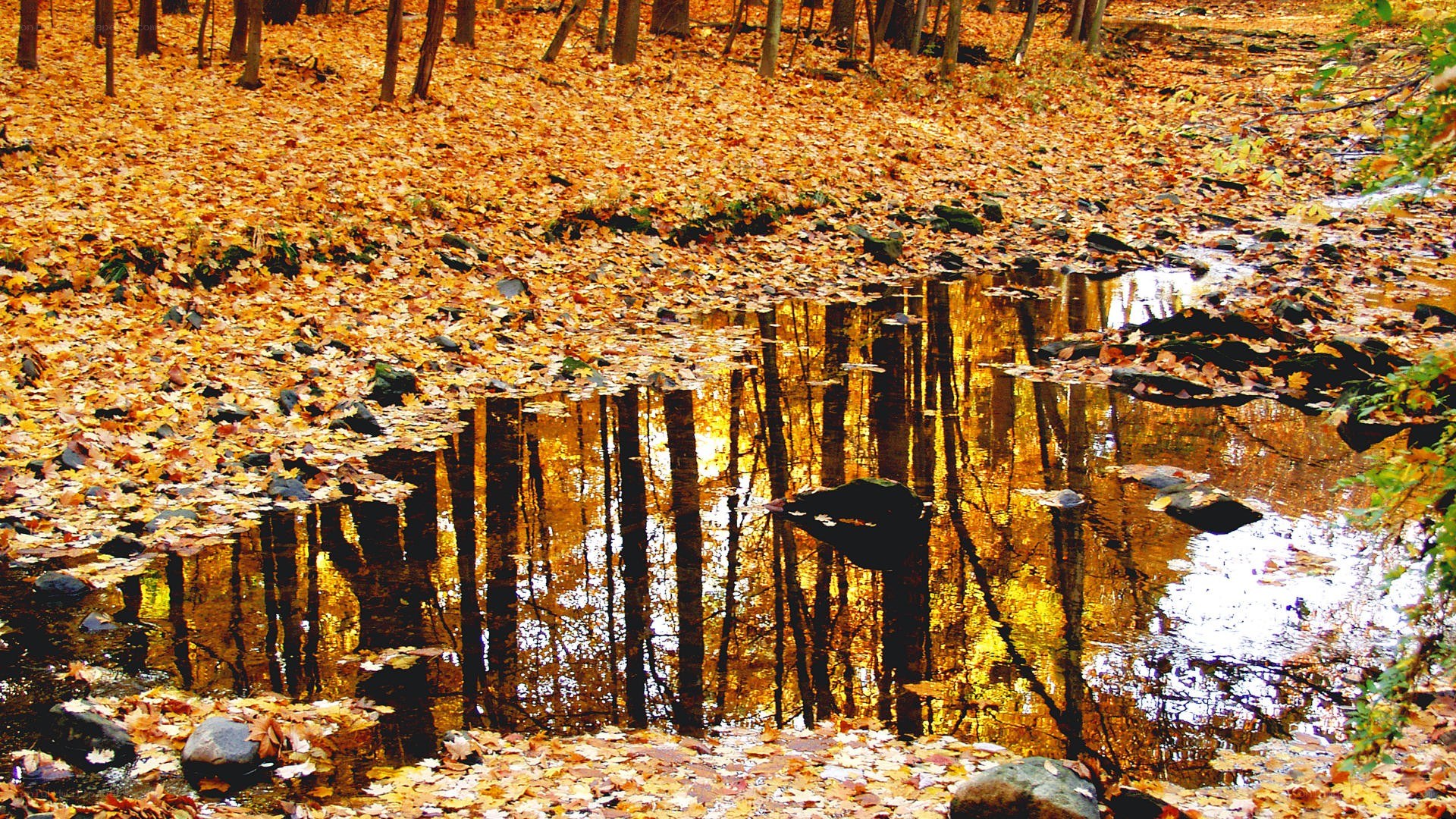 Autumn forest stream reflection