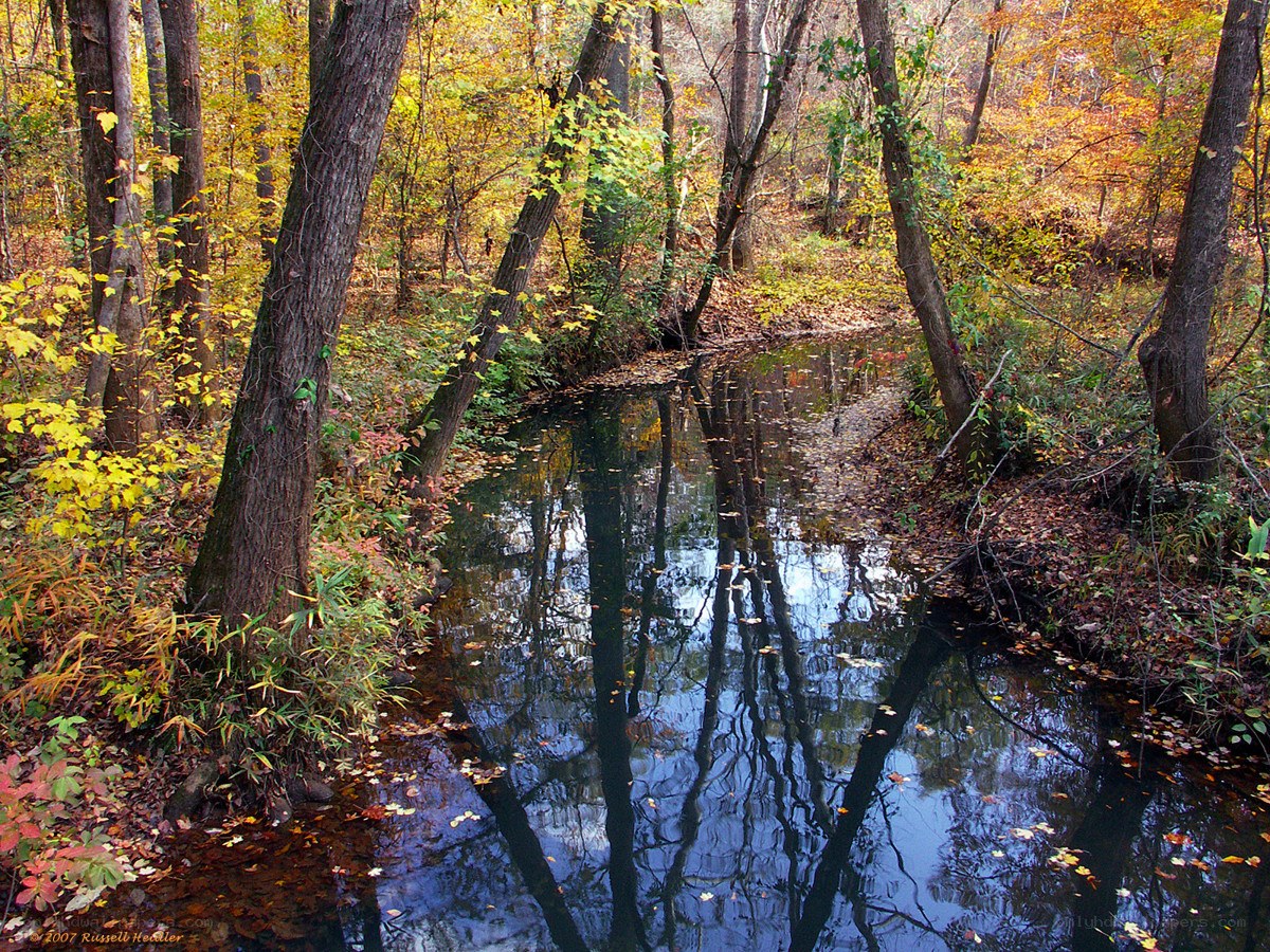 Autumn forest stream reflection
