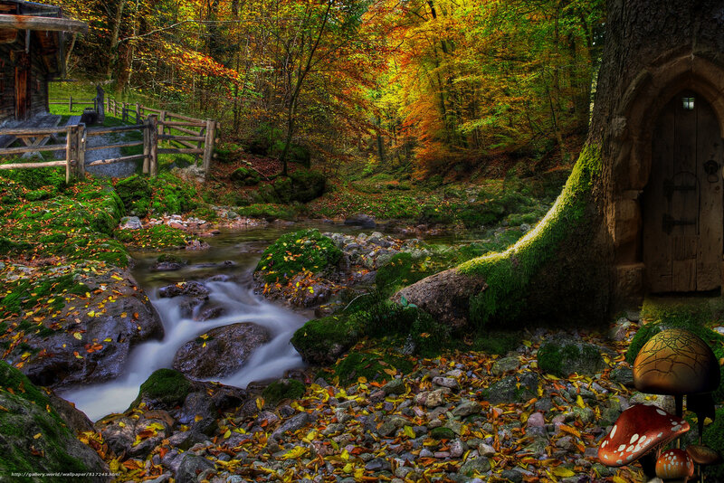 Autumn forest stream scene