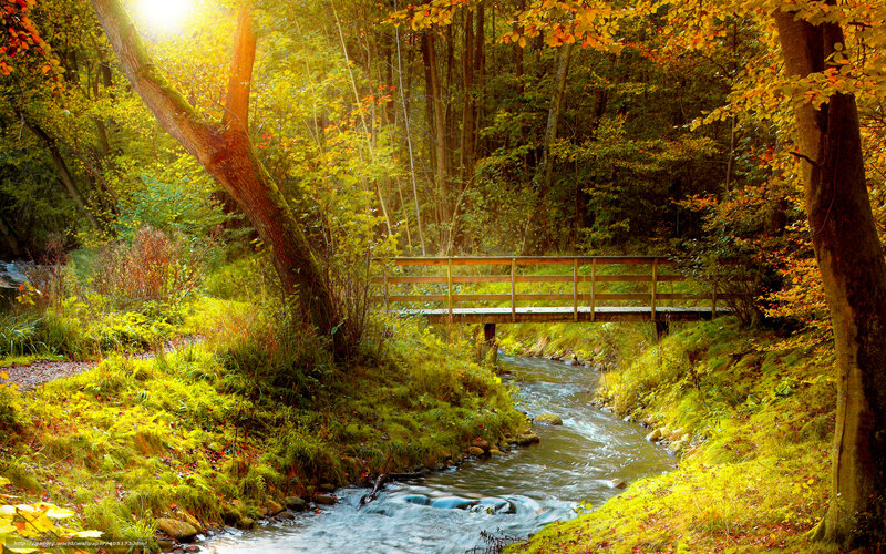 Autumn forest stream with bridge