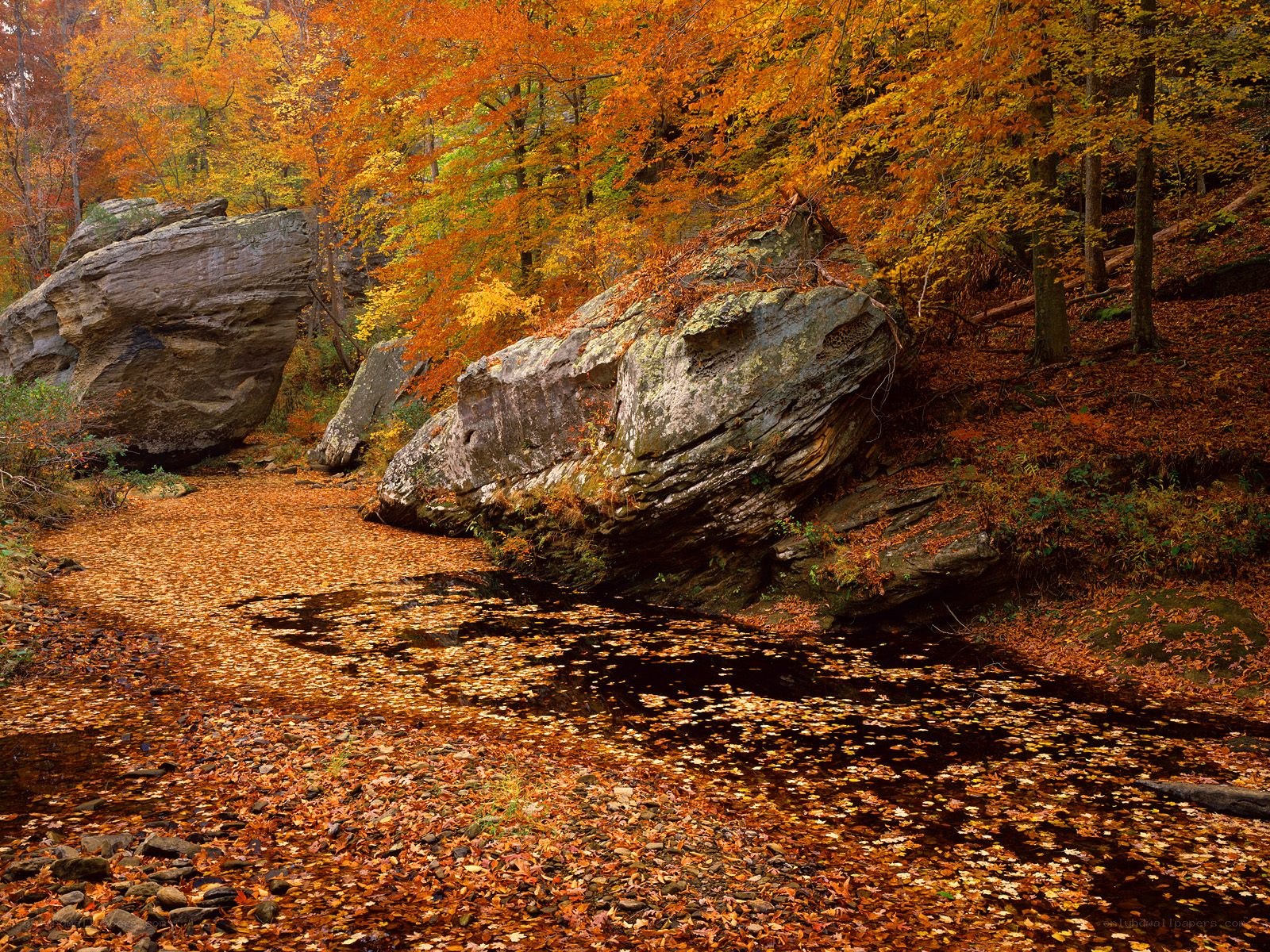 Autumn forest stream with rocks