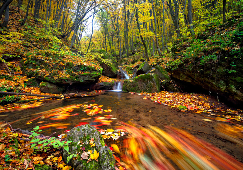 Autumn Forest Stream — Yellow, Serene, Photograph, Fallen Leaves