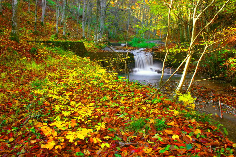 Autumn Forest Stream — Yellow, Serene, Photograph, Fallen Leaves, Trees