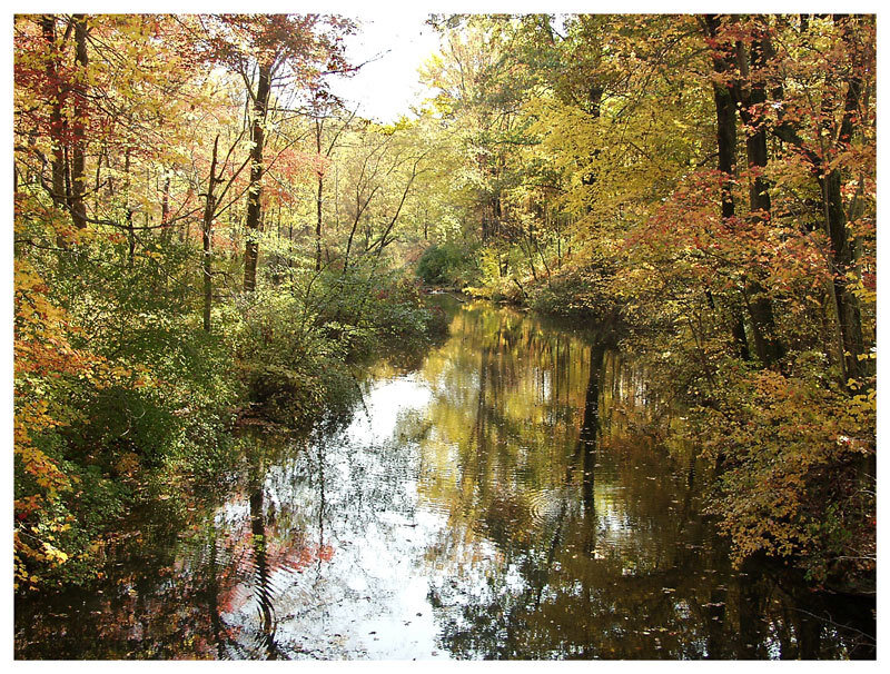 Autumn Forest Stream — Yellow, Serene, Photograph