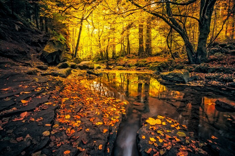 Autumn Forest Stream — Yellow, Serene, Photograph, Trees, Leaves