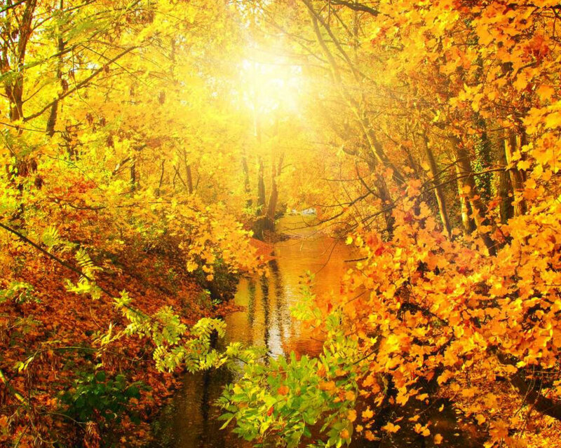Autumn Forest Stream — Yellow, Serene, Photograph, Trees, River, Sunlight