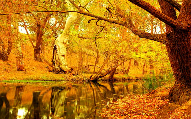 Autumn Forest Stream — Yellow, Serene, Photograph, Trees, River