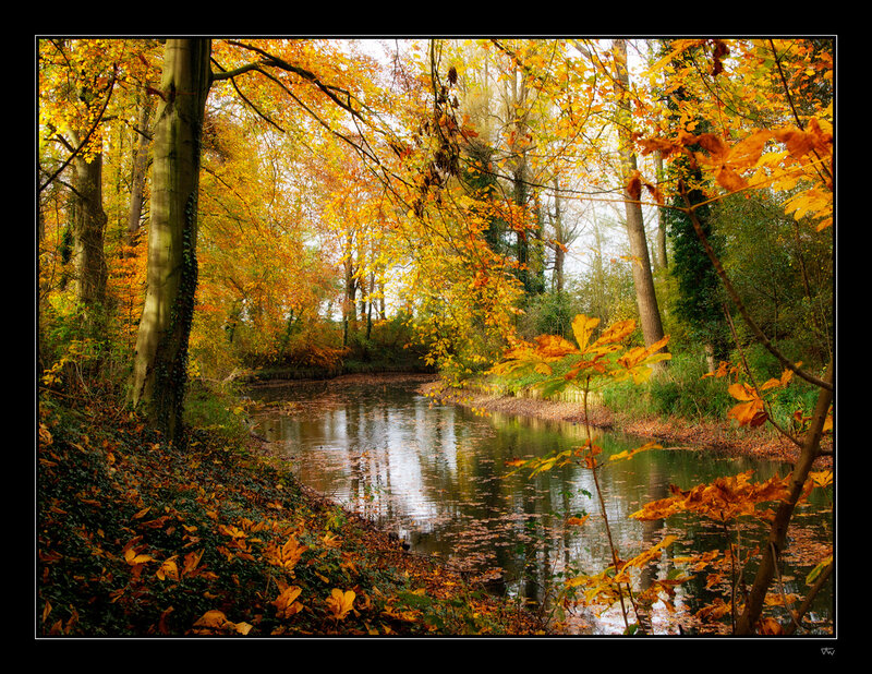 Autumn Forest Stream — Yellow, Serene, Photograph, Trees