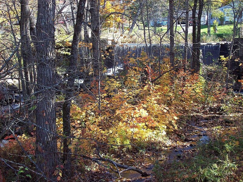 Autumn Forest Stream — Yellow