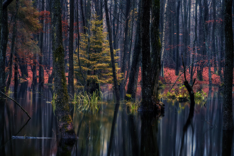 Autumn Forest Swamp — Green