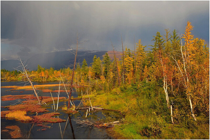 Autumn Forest Swamp