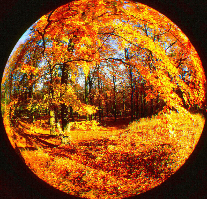 Autumn Forest Through Lens