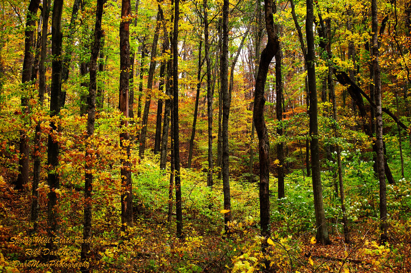 Autumn Forest