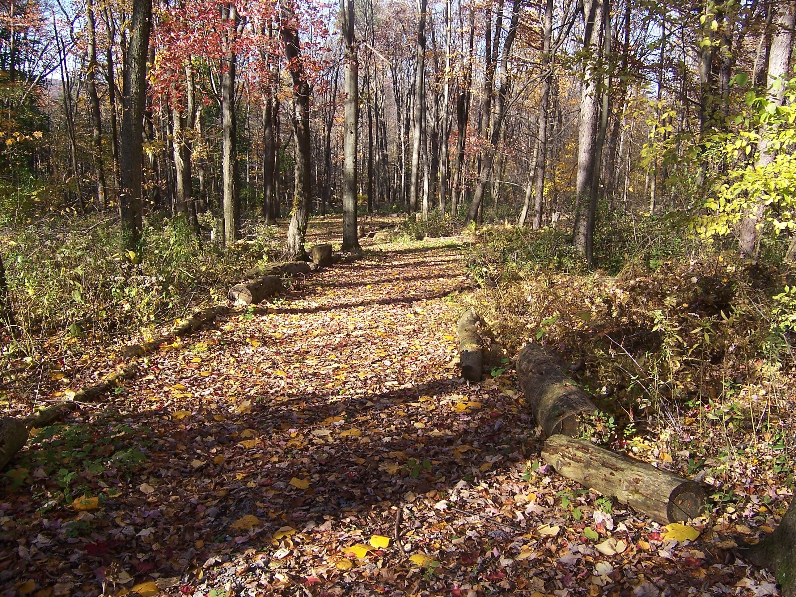 Autumn forest trail