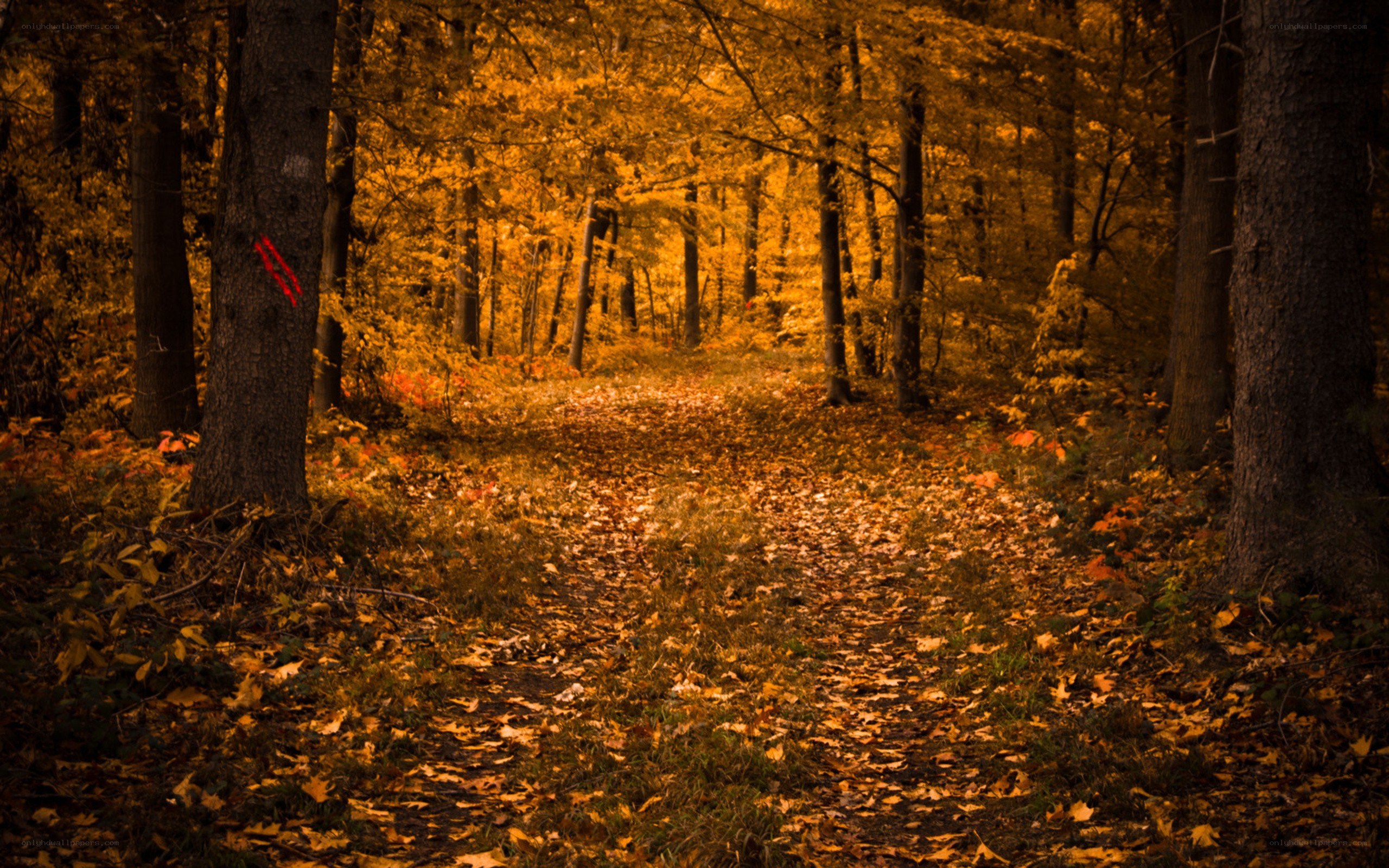 Autumn forest trail