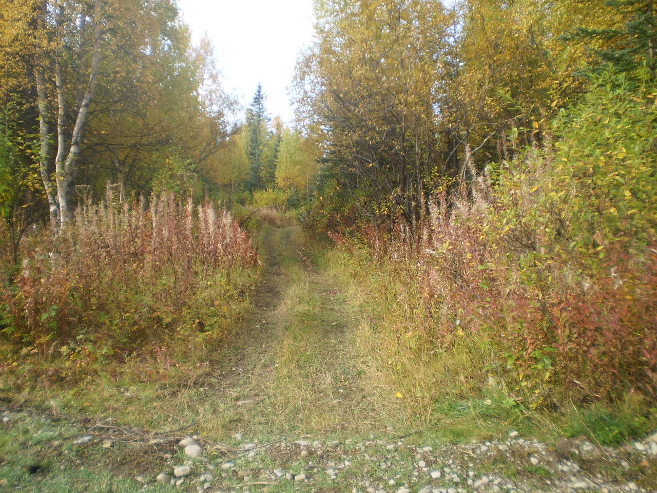 Autumn forest trail