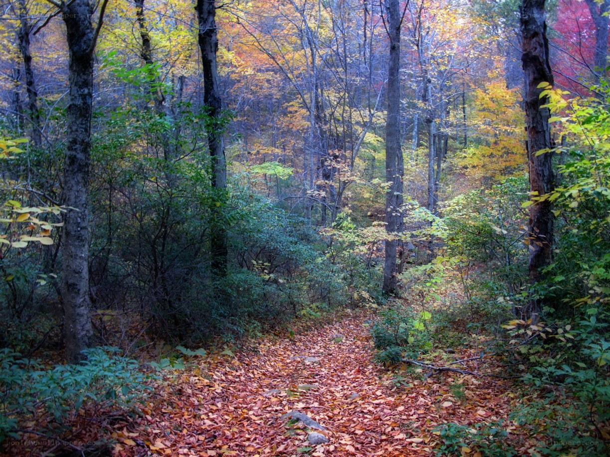 Autumn forest trail