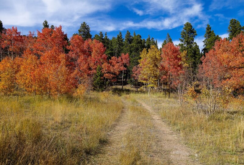 Autumn Forest Trail — Blue