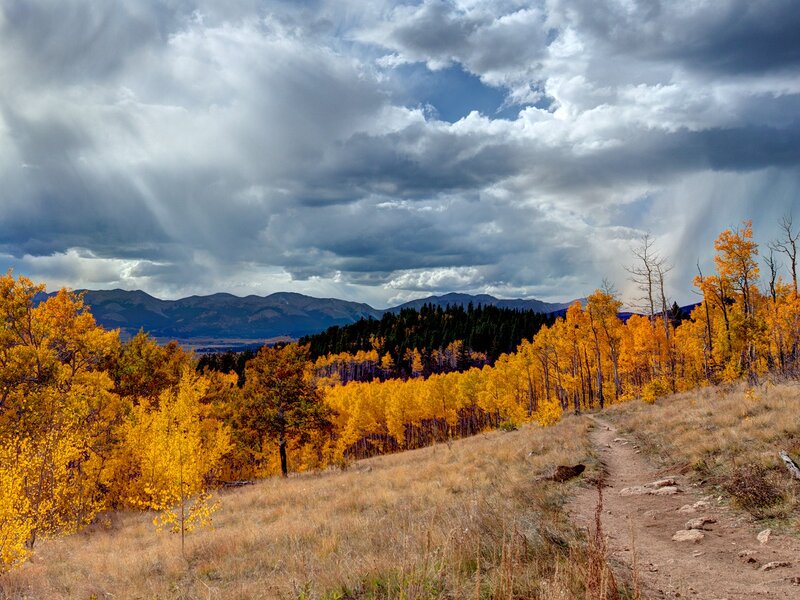 Autumn Forest Trail — Yellow