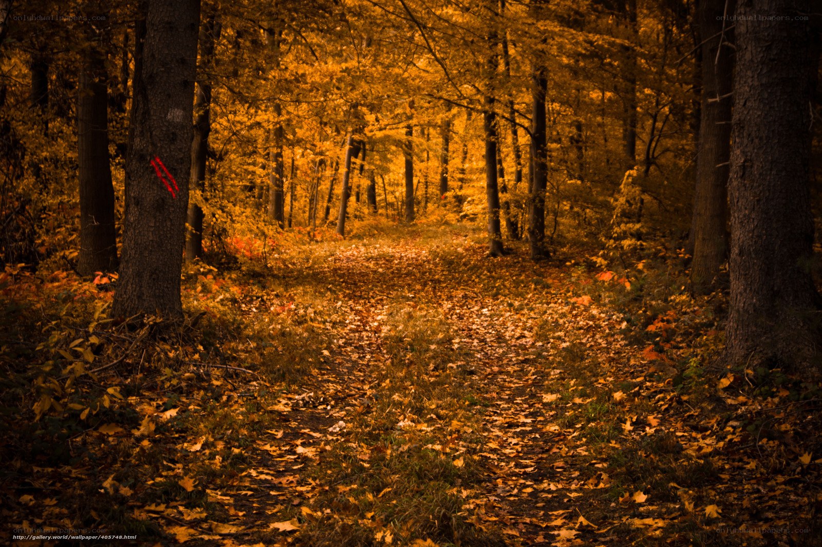 Autumn forest trail