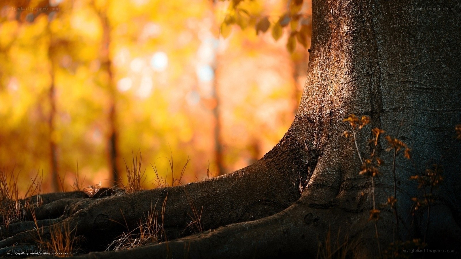 Autumn forest tree roots