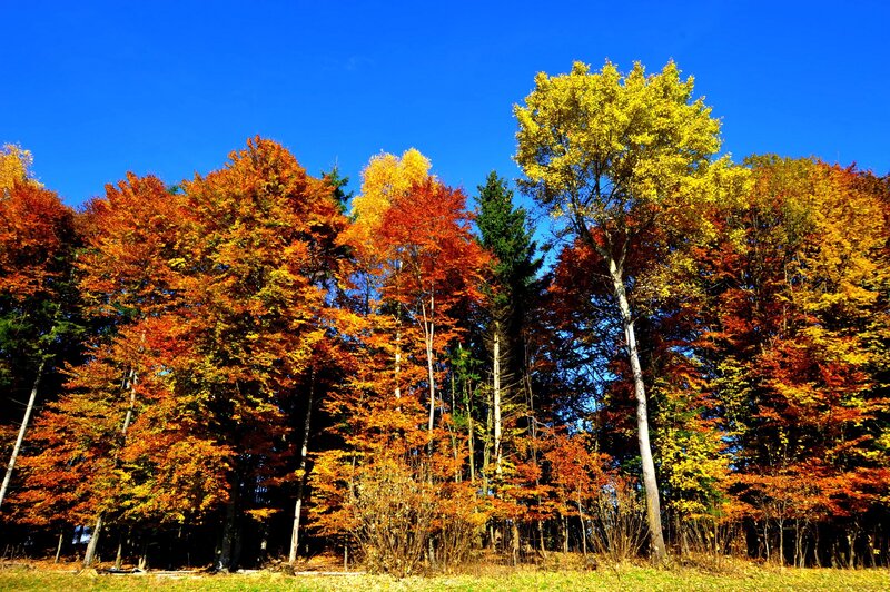 Autumn Forest Trees — Blue