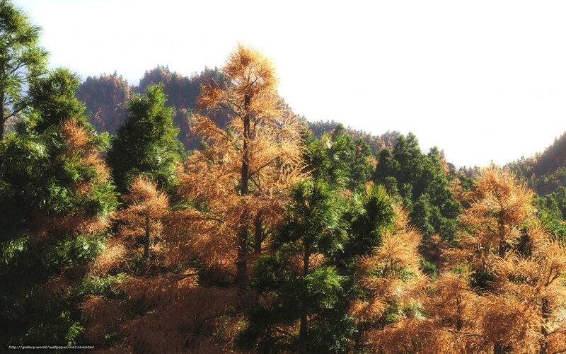 Autumn Forest Trees — Green, Serene