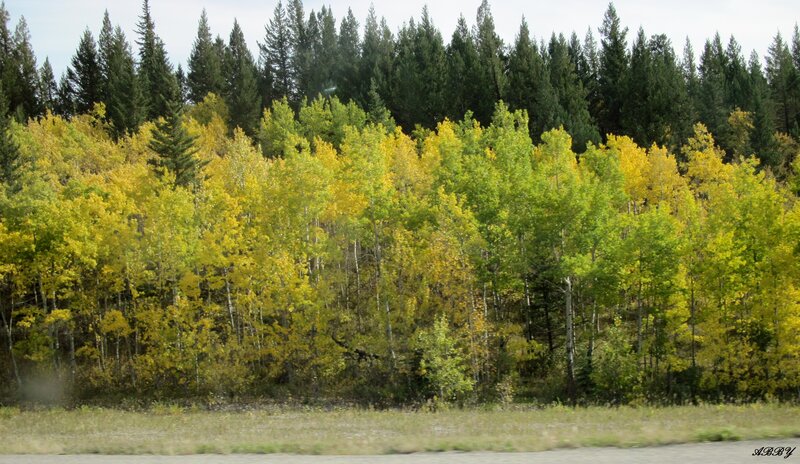 Autumn Forest Trees — Green