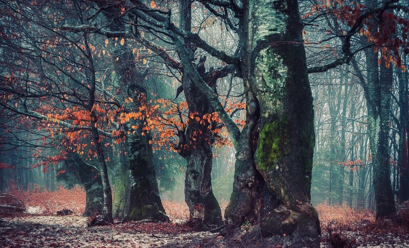 Autumn Forest Trees — Orange, Misty, Photograph